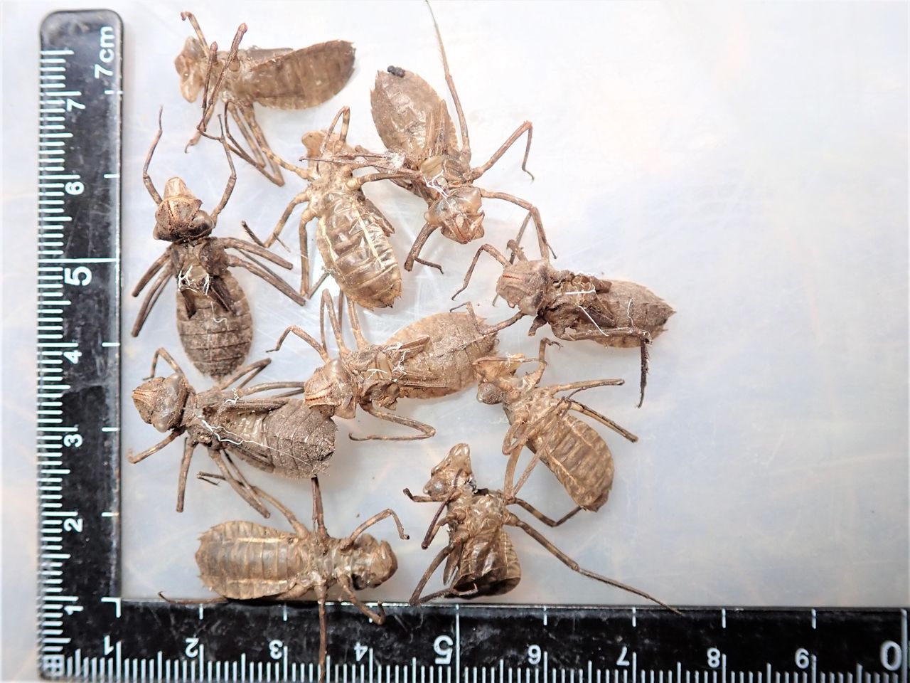 深沢トンボ池のヤゴの抜け殻。 : 富士山トンボ池通信