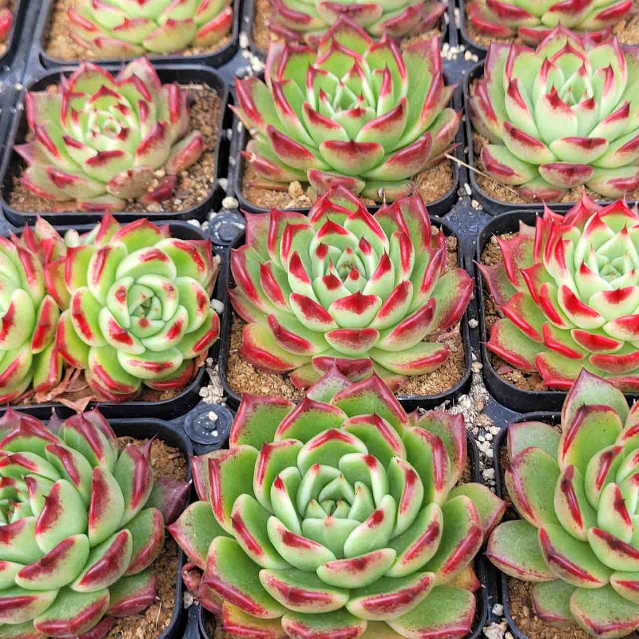 韓国苗】直接仕入れてきました！ : 多肉園おひさまのおひさま便り