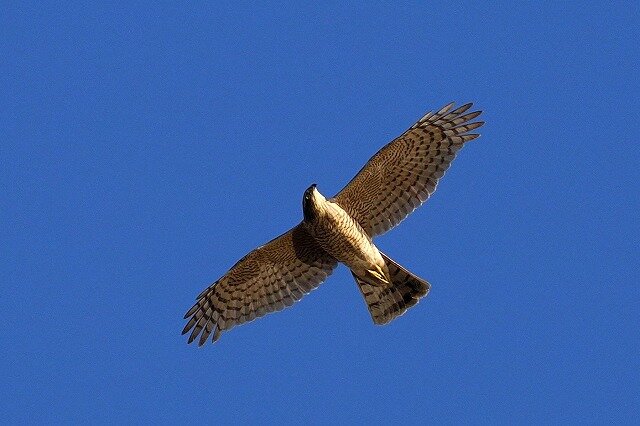 2025年1月28日の野鳥公園 : 東京港野鳥公園 レンジャーブログ