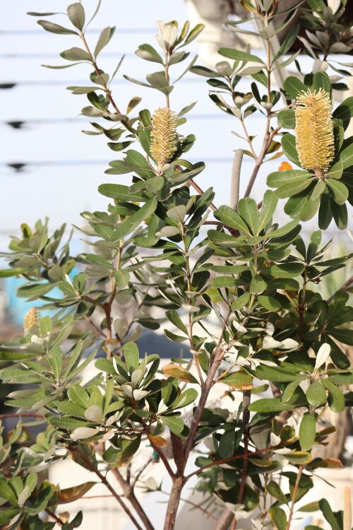 Alexの「お薦めの植物シリーズ」A.オージープランツ：8）コースト