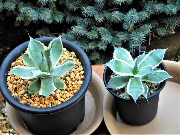 アガベ』【ポタトラム アイスクリーム】 : 【BOTANICAL MAJESTY】