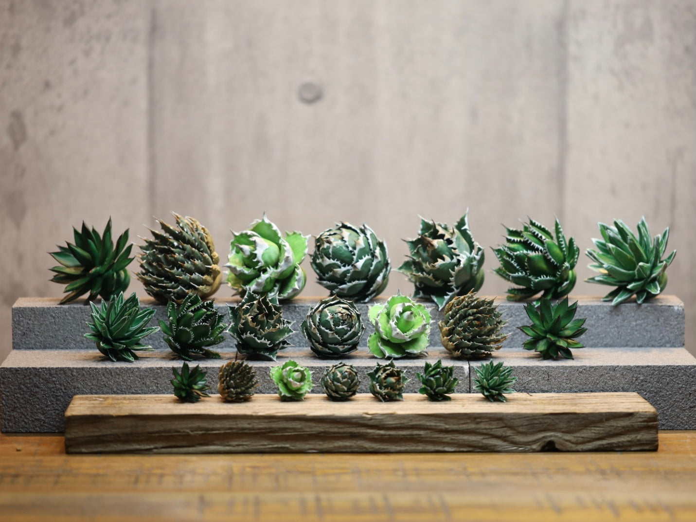 ミニチュア アガベAセット – LOBINDON