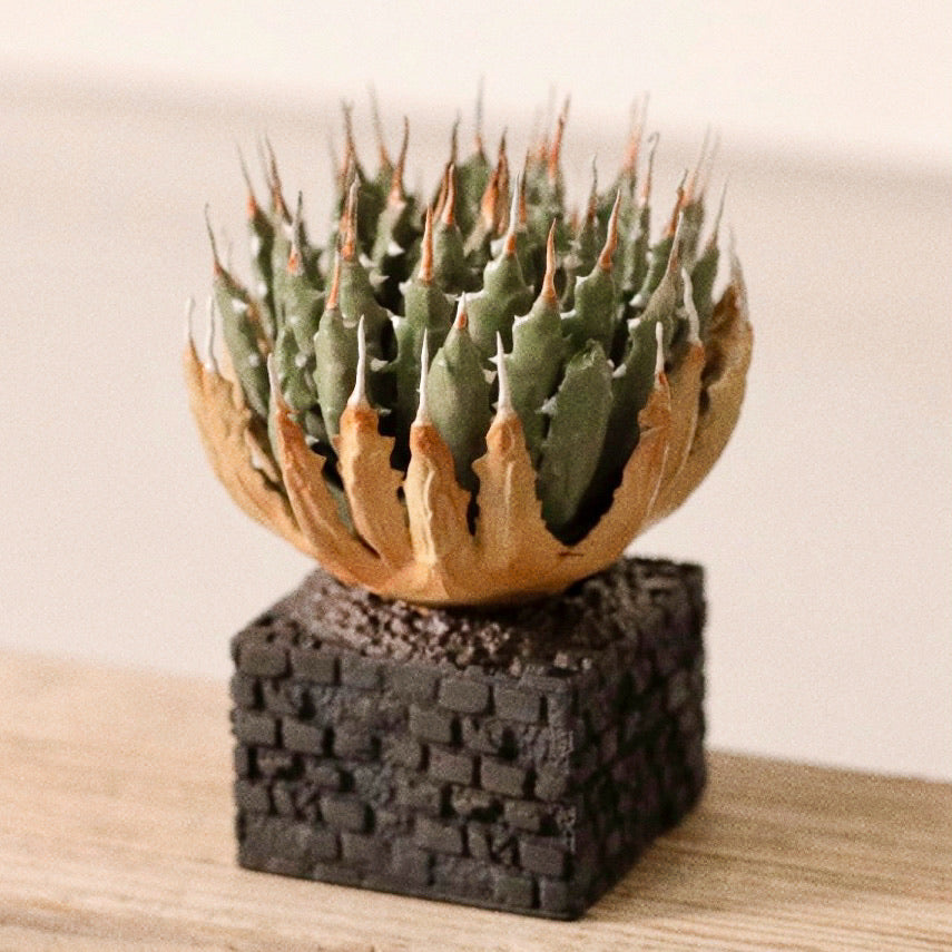 アガベフィギュア エボリスピナ – LOBINDON