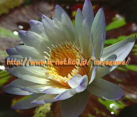 熱帯スイレン グリーンスモーク