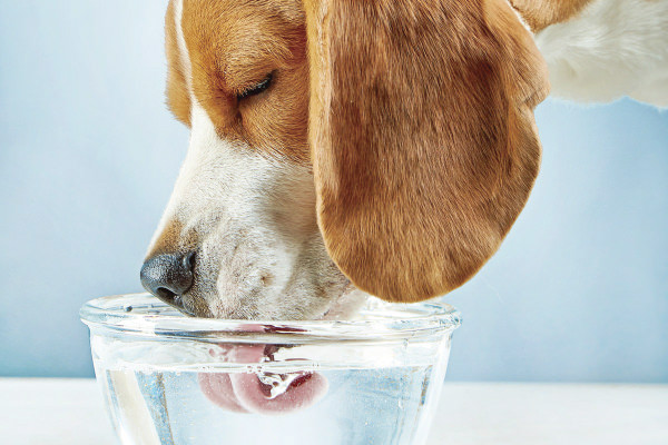 TQ・生体エネルギー浄水器 蛇口直結型 ｜まろやかで、甘い。湧水のよう