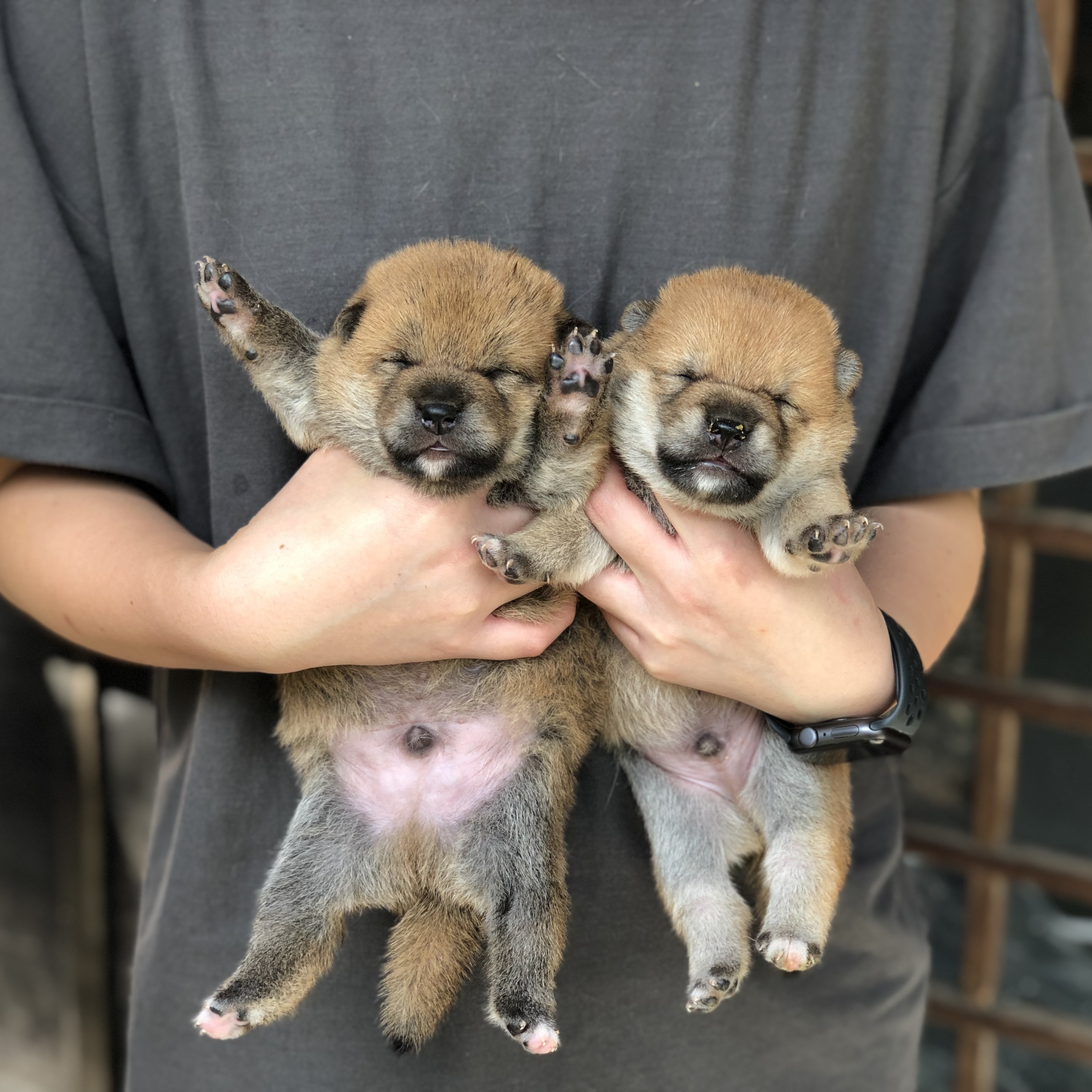 柴犬（赤）の販売ページ – マシュマロパンダ