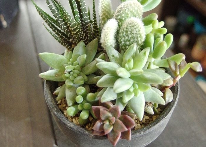 石鉢・寄せ植え鉢・多肉植物鉢楽天市場】石 寄せ植えの通販