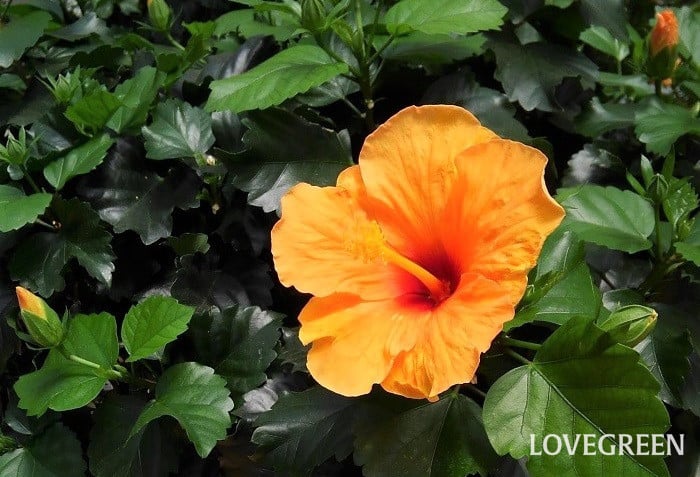 ハイビスカスの育て方・栽培方法 | LOVEGREEN(ラブグリーン)