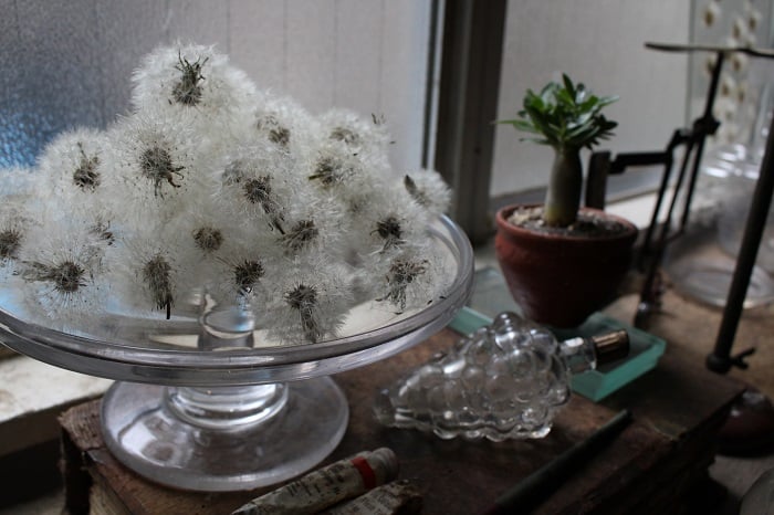 古」と「生」が生みだす唯一無二の世界『はいいろオオカミ＋花屋 西