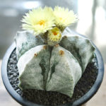 ランポー玉(鸞鳳玉)の育て方・栽培方法 | LOVEGREEN(ラブグリーン)