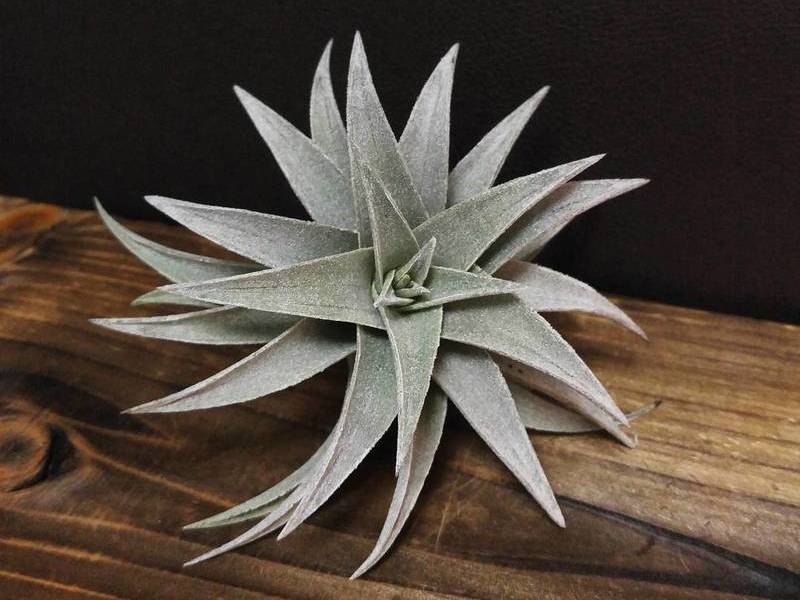 ティランジア・エディシアエの育て方・栽培方法 | LOVEGREEN(ラブグリーン)