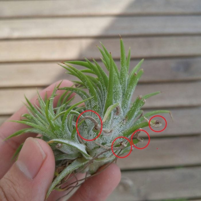 ティランジア・カウツキーの育て方・栽培方法 | LOVEGREEN(ラブグリーン)