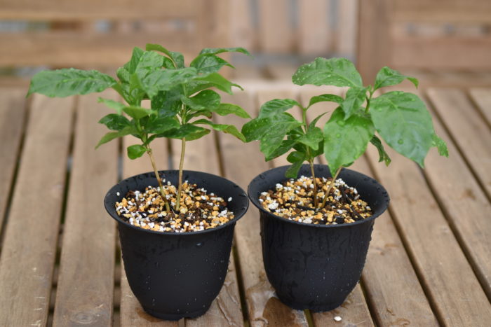 コーヒーの木（コーヒーノキ）の植え替えなどの管理方法と増やし方