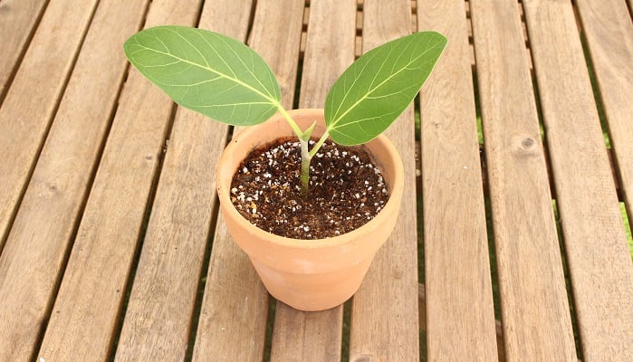 人気のフィカス・ベンガレンシス！切り戻し剪定と挿し木の増やし方、水