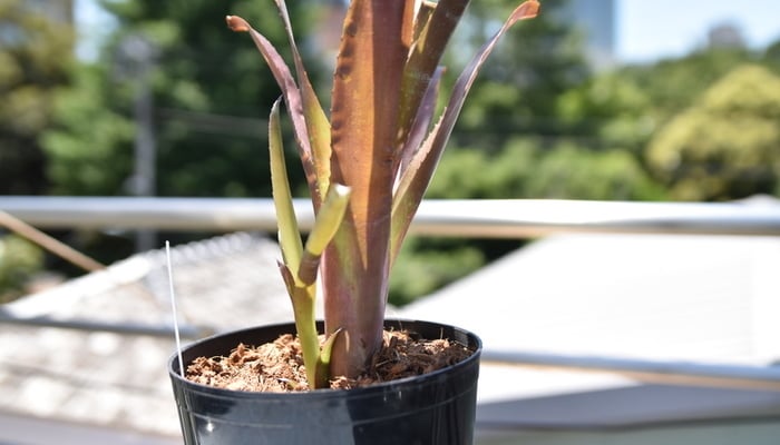 人気急上昇中の植物「ビルベルギア」の株分けと植え付けの方法