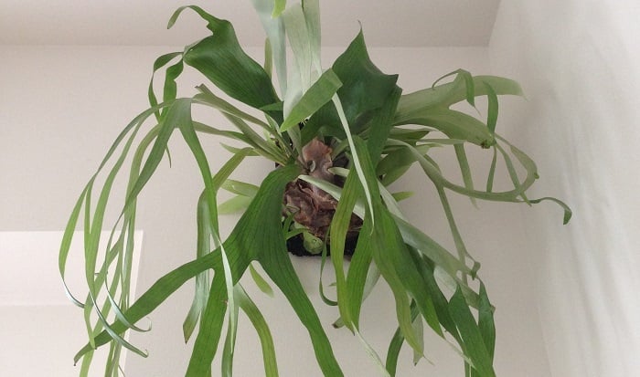 ビカクシダ（コウモリラン）の育て方・栽培方法 | LOVEGREEN(ラブグリーン)