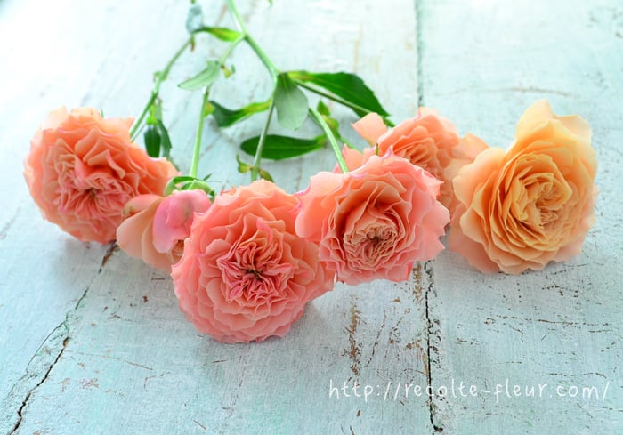 バラのドライフラワーの作り方！きれいに作るコツって？ | LOVEGREEN