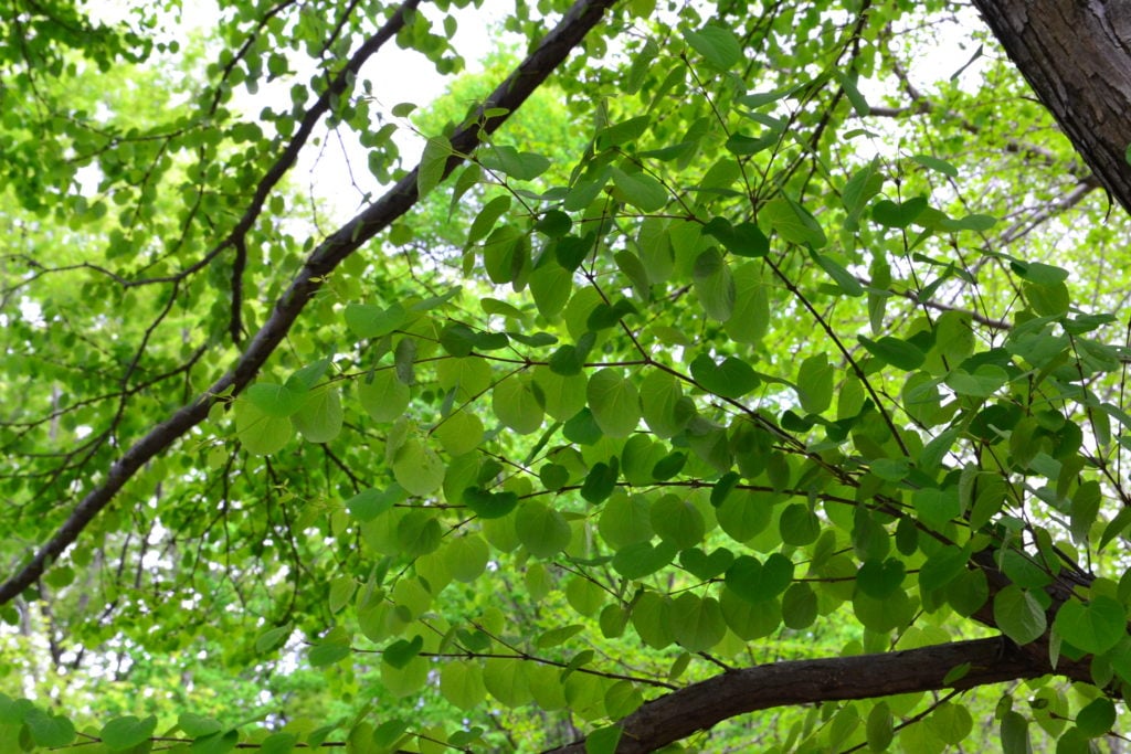 カツラ（桂）の育て方・栽培方法 | LOVEGREEN(ラブグリーン)