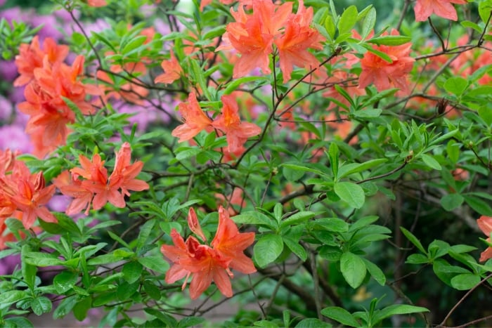 レンゲツツジ（蓮華躑躅）の育て方・栽培方法 | LOVEGREEN(ラブグリーン)