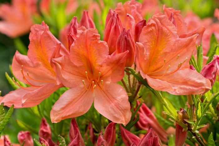 レンゲツツジ（蓮華躑躅）の育て方・栽培方法 | LOVEGREEN(ラブグリーン)