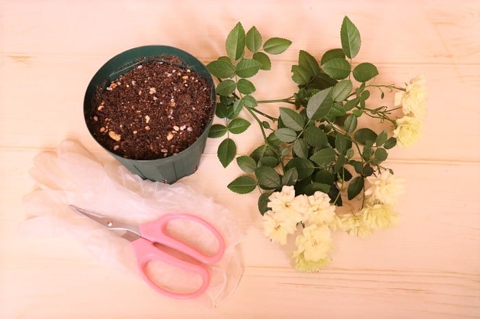 やってみた！ミニバラの挿し木の増やし方と成功例 | LOVEGREEN(ラブ