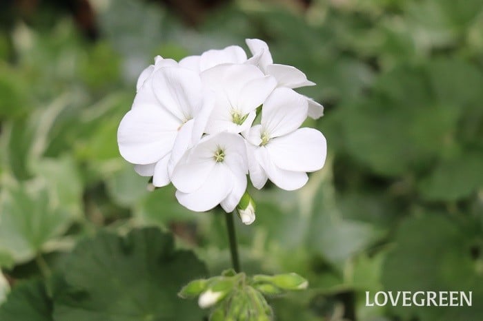 ゼラニウムの花言葉｜種類、特徴、色別の花言葉 | LOVEGREEN(ラブグリーン)