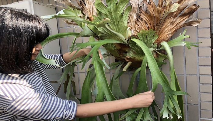 ビカクシダ・ウィリンキーを胞子から育ててみました | LOVEGREEN(ラブ