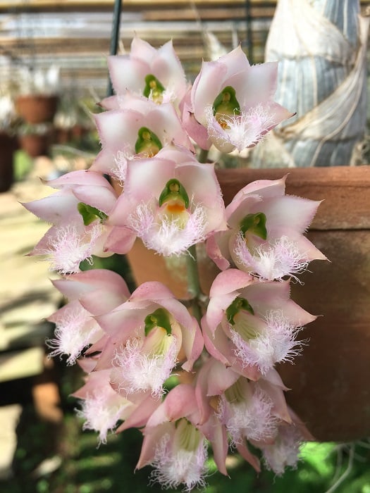 バルブも楽しい！オススメのタケノコ系のラン5選 | LOVEGREEN(ラブ