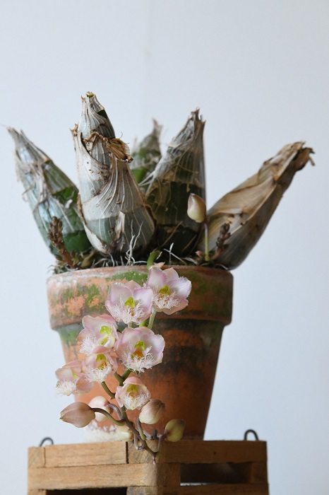 バルブも楽しい！オススメのタケノコ系のラン5選 | LOVEGREEN(ラブ