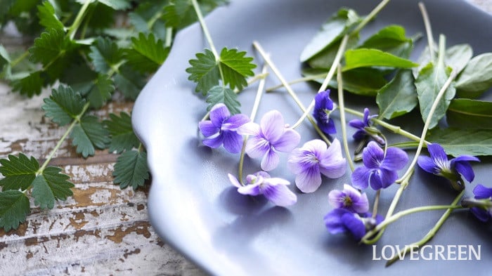 スミレ｜花の季節や種類、閉鎖花や種の仕組み | LOVEGREEN(ラブグリーン)