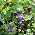 IMG_0861-150x150.jpg?v=1712154626