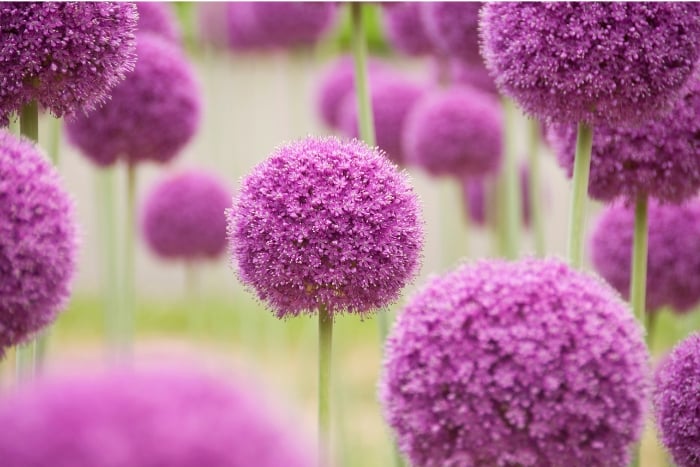 アリウム・ギガンチウムの育て方・栽培方法 | LOVEGREEN(ラブグリーン)