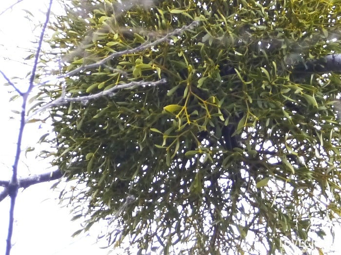 ヤドリギ｜特徴や名前の由来、実の秘密と増え方、クリスマスの伝説