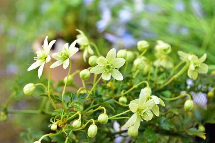 クレマチス・ピクシーの育て方・栽培方法 | LOVEGREEN(ラブグリーン)