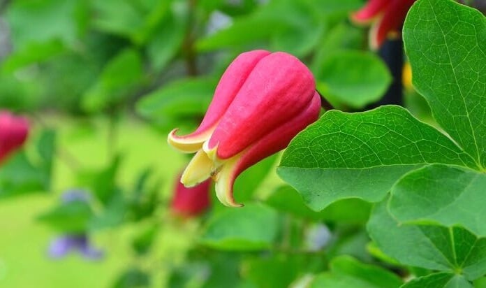 壺型クレマチスの育て方・栽培方法 | LOVEGREEN(ラブグリーン)