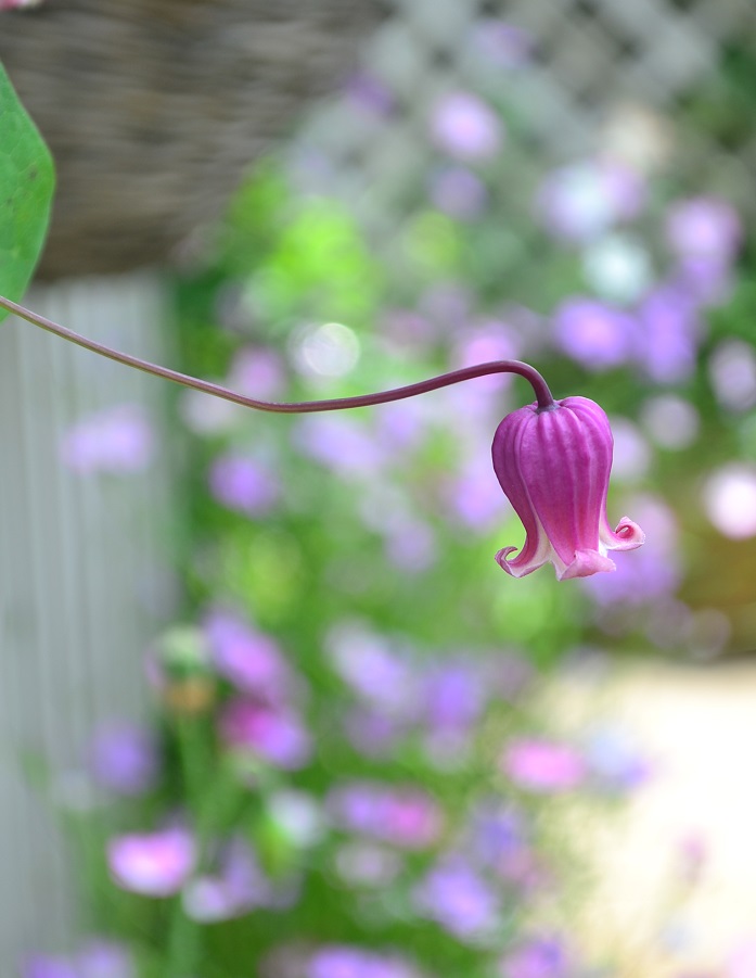 人気の壺型クレマチス | ヴィオルナ系クレマチス | LOVEGREEN(ラブ