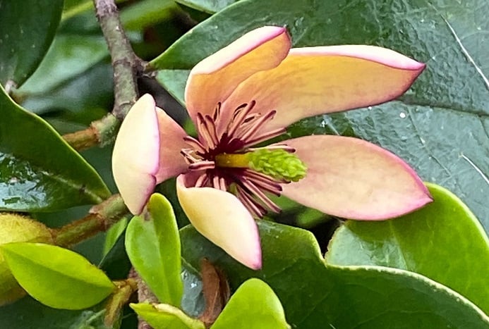 カラタネオガタマの花言葉｜種類、花の特徴、花言葉の由来 | LOVEGREEN