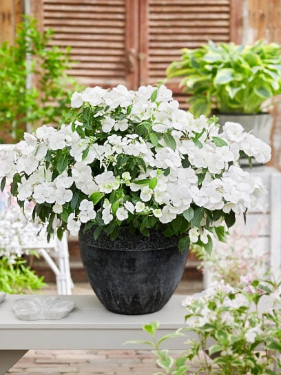 これがアジサイ？ 日本生まれの驚きの新品種「ラグランジア ブライダル