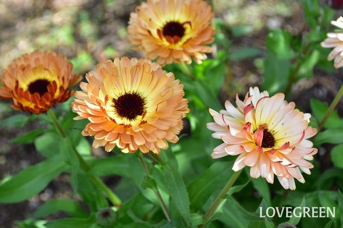 キンセンカ（カレンデュラ）の花言葉｜種類や花の特徴 | LOVEGREEN