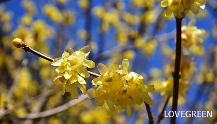 蝋梅｜花の季節や特徴、実の特徴と毒性、香りの魅力 | LOVEGREEN(ラブ