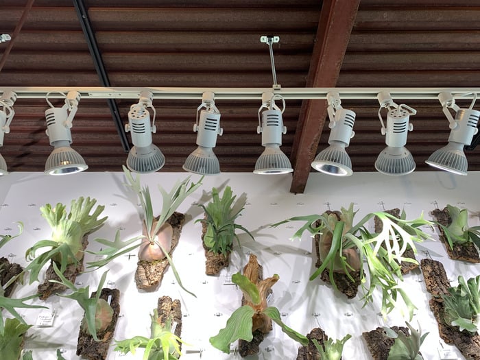 ビカクシダ・植物好きの新聖地「vandaka plants GALLERY TOKYO」へ潜入