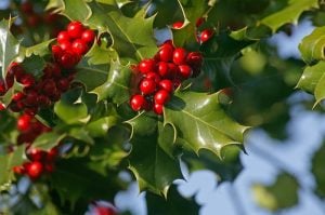 クリスマスホーリー（西洋ヒイラギ）の花言葉｜葉や実の特徴、ヒイラギ