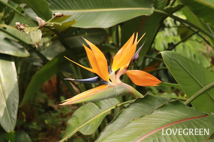 ストレリチア（極楽鳥花）の育て方・栽培方法 | LOVEGREEN(ラブグリーン)