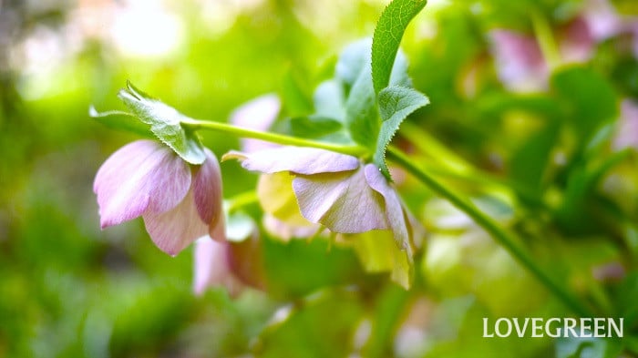 クリスマスローズの植え替え｜時期、土、地植えと鉢植えのポイント