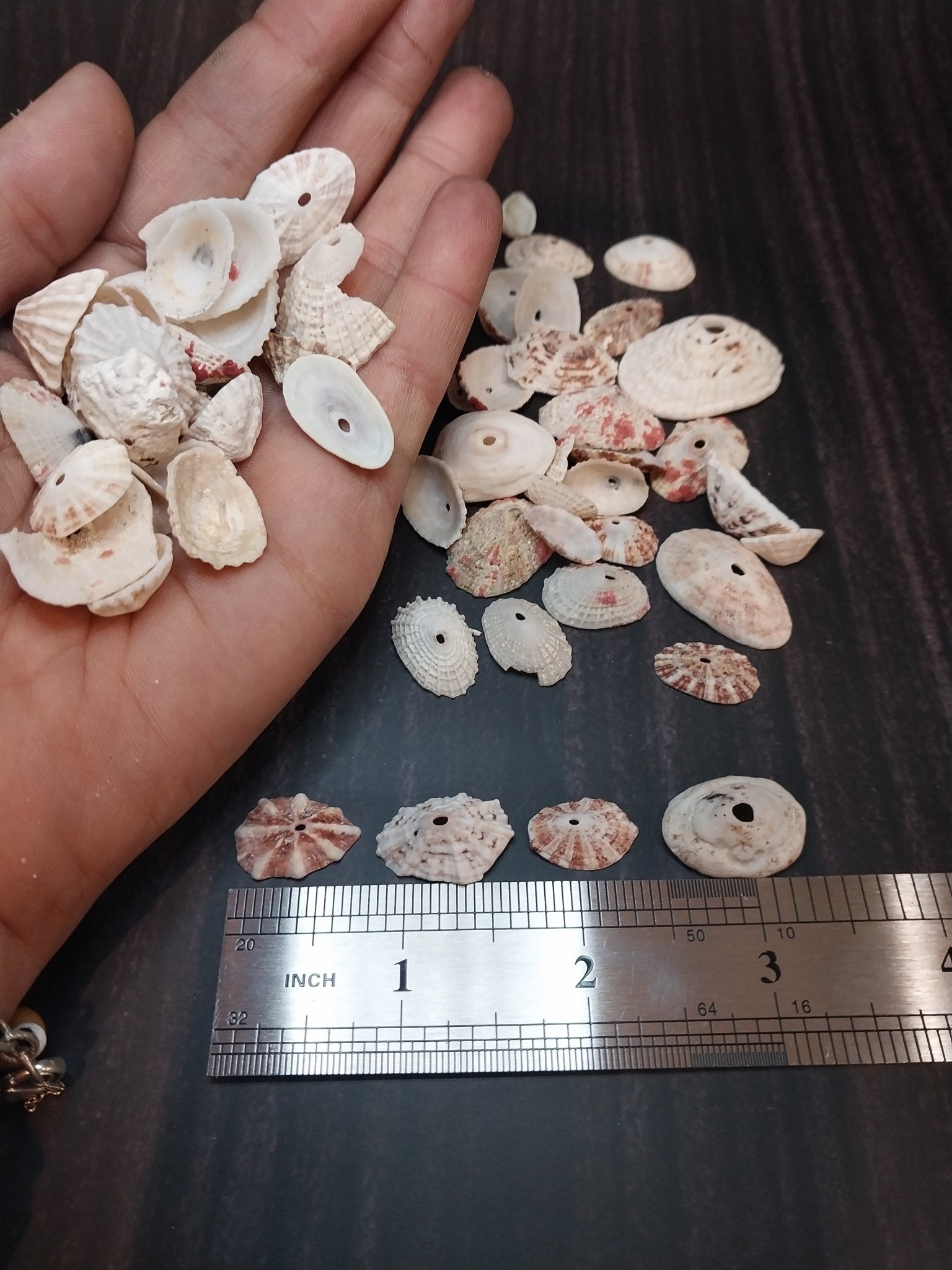 Rosy Keyhole Limpet Shells | Vintage Coastal Treasures | Loving