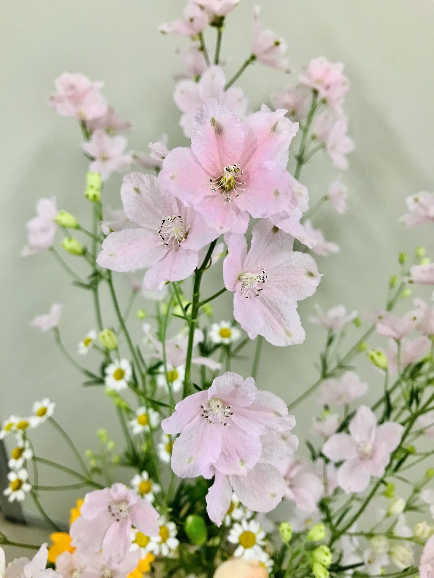 世界が注目するお花。デルフィニウムの新品種「さくらひめ」 | マルっ