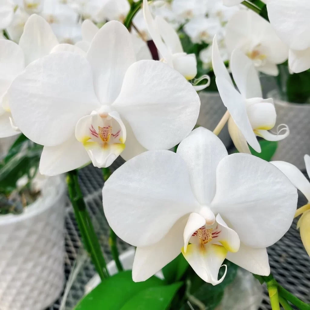 胡蝶蘭（ファレノプシス）の基礎知識】胡蝶蘭の育て方 | 松村洋蘭