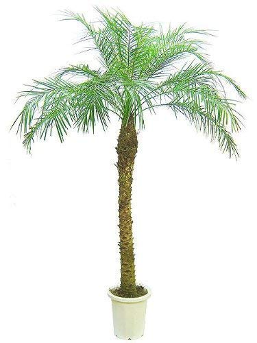 Amazon｜フェニックス ロベレニー（シンノウヤシ） 10号サイズ｜観葉