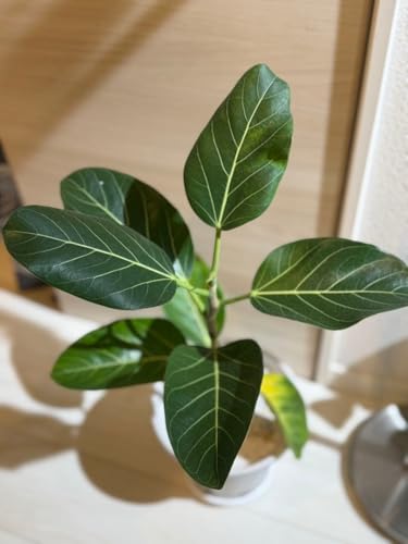 フィカス ベンガレンシス 観葉植物」の人気商品一覧 | 安い商品を通販