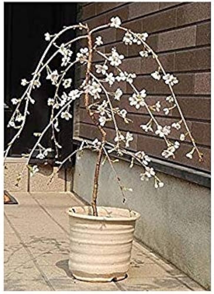 Amazon.co.jp: 富士しだれ桜盆栽 フジ桜盆栽一重咲き : DIY・工具